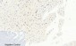 AP-1 (phospho Ser63) Polyclonal Antibody